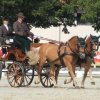 Le nostre medaglie - Johann Weitlaner, medaglia bronzo Mondiali Attacchi Pony Pariglie